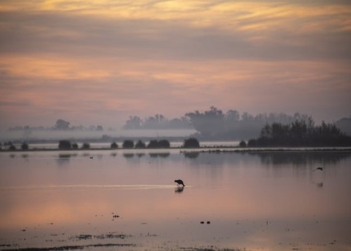 Humedal en Doñana, con cielo nublado y un ave acuática alimentándose de peces a lo lejos..