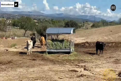 Toros de protectora animal